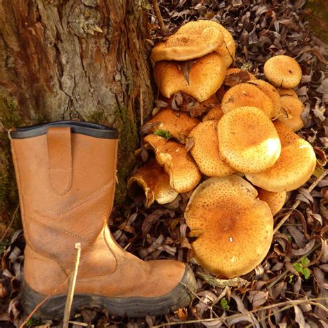 Honey Fungus Impending Tree Death By Armillaria Root Rot