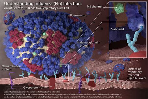 Its Flu Season What You Need To Know Asu Now Access Excellence Impact