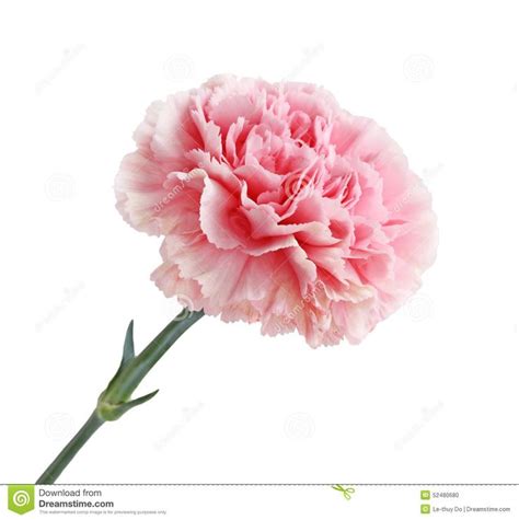 Pink Carnation Pink Carnation Flower Head Isolated On White