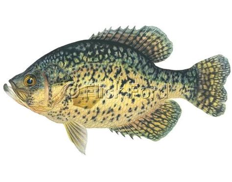 Black Crappie Open Edition Print By Flick Ford Warm Water Etsy Fish