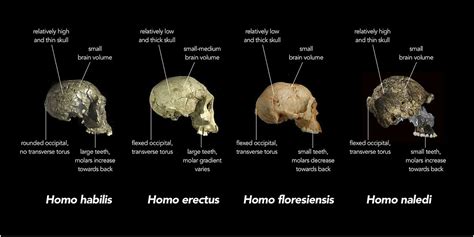 26 Homo Naledi Die Geschichte Unseres Stammes Hominini Balanced Body