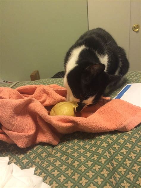 Casually Eating A Potato Cats Animals Potatoes