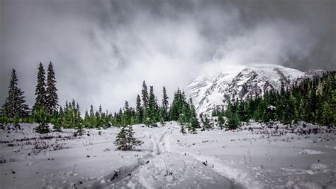 Green Fir Trees And Snow Mountain On Winter Season 4k Hd Nature