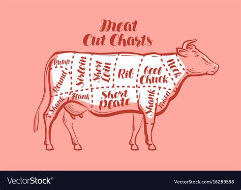 Cow Beef Meat Cuts Scheme Or Diagrams For Vector Image