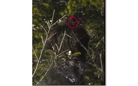 Rmso Bigfoot Russian Yeti Appears Wounded Several High Resolution Photos