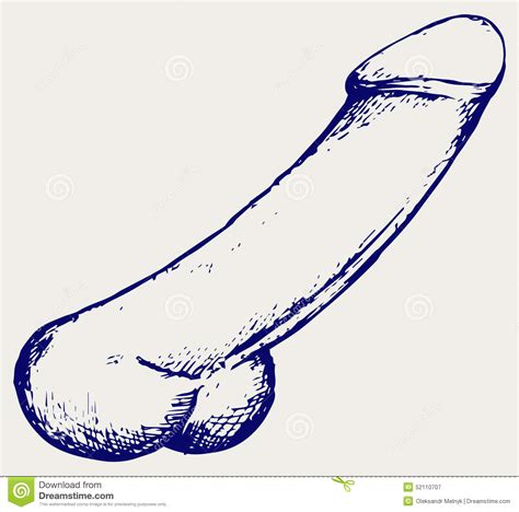 Anatomy Of Penis Stock Vector Illustration Of Drawn 52110707