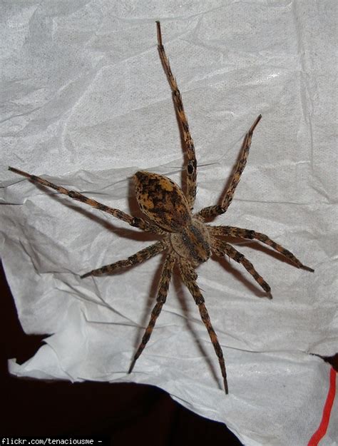 Argiope venom is mildly toxic but is not considered medically significant. What kind of spider is this? Wood spider, wolf spider ...