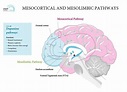 Neurobiology of Binge Eating Disorder - A Synopsis