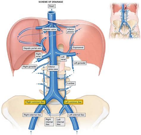 Common Iliac Vein Anatomy And Function