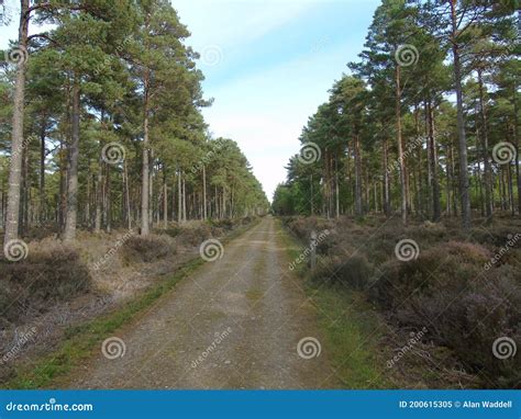 Long And Narrow Forest Road Between Tall Straight Trees Stock Image