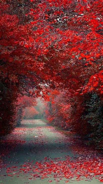 Autumn Iphone Leaves Nature Road Wallpapers Fall