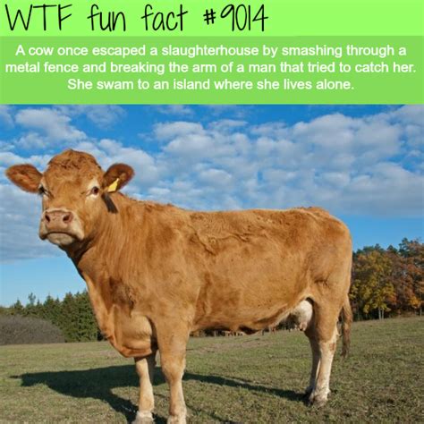 This Cow Earned The Right To Live Wtf Fun Facts Wtf Fun Facts Fun