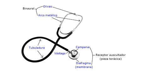 Partes Del Estetoscopio