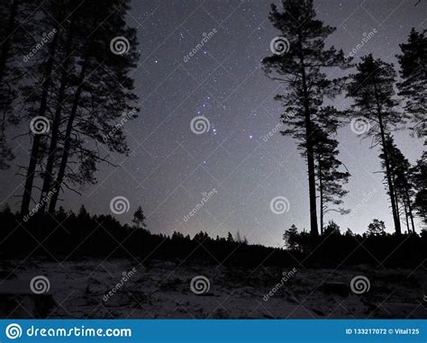 Night Sky Stars Orion Constellation Over Forest Stock Photo Image Of