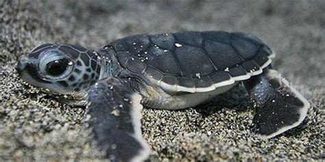 Help Now And Sign This Petition Please Take Action Endangered Turtles And Drift Gillnets Don