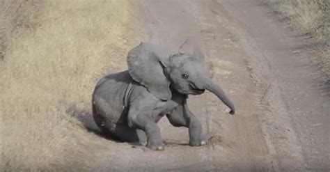 Camera Catches Baby Elephant Sulking By The Side Of The Road And