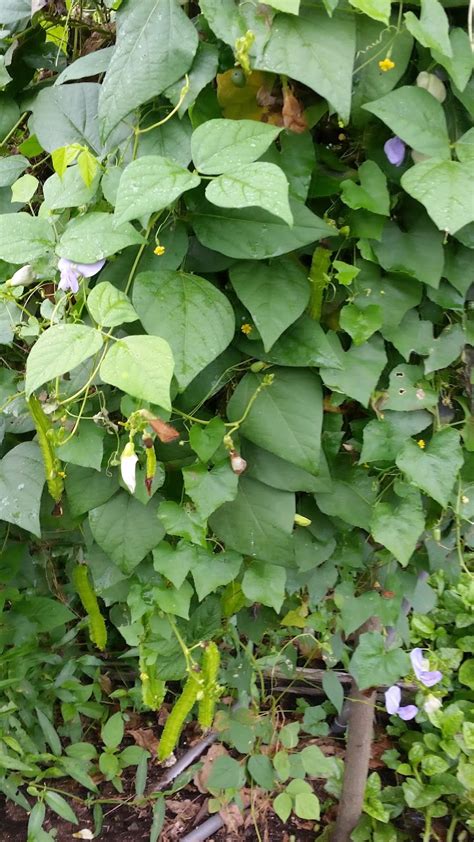 Spesies kacang panjang yang umum dibudidayakan antara lain: Warisan Petani: Kebun sayur 2