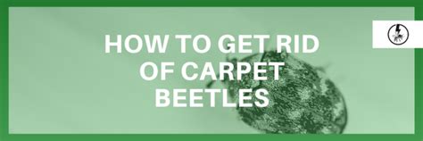 How To Get Rid Of Carpet Beetles Eraserpest Cambridge Suffolk Essex