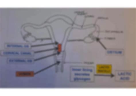 Solution Female Reproductive System Labelled Diagrams Studypool