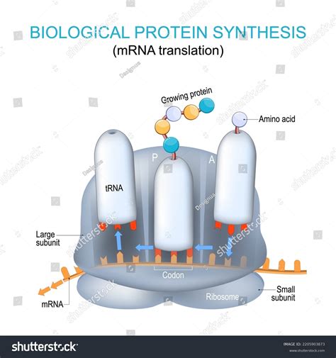 Ribosome Structure And Anatomy Biological Royalty Free Stock Vector