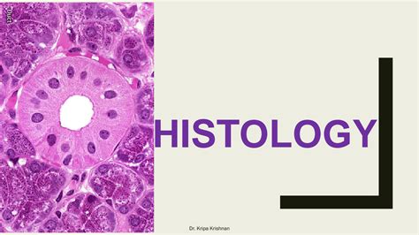Solution Histology Ppt Images Studypool