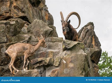 One Great Siberian Ibex Stock Photo Image Of Mammal 75782932