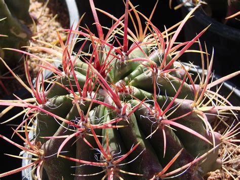 Barrel Cactus With Large Red Spines Ferocactus Pilosus Flickr