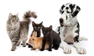 Farmland pets & feed in silverdale, wa is no longer allowed to sell puppies or kittens as of july 22nd, 2020. Group of pets stock photo. Image of group, rabbit, background - 22515398