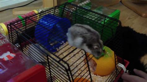 A Amazing Hamster Doing Trickstunt And A Funny Laughing By Me Youtube