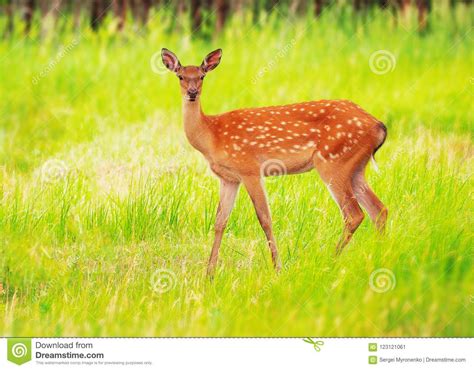 Deer At The Grass At The Meadow Cute Stock Image Image Of Antlers Grass 123121061