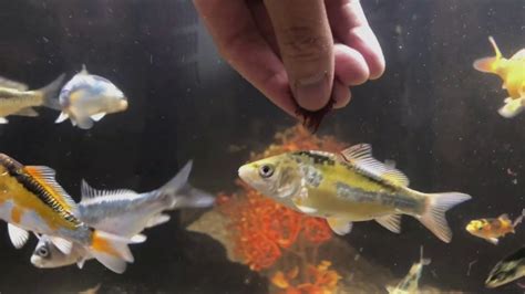 Training Koi To Hand Feed In 4 Days Tips For Getting Baby Koi To