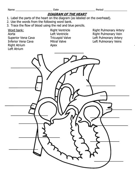 Circulatory System Cardiac Anatomy Diagram Left Side Diagram Quizlet