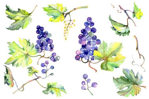 Grapes Watercolor Graphic By Mystocks · Creative Fabrica