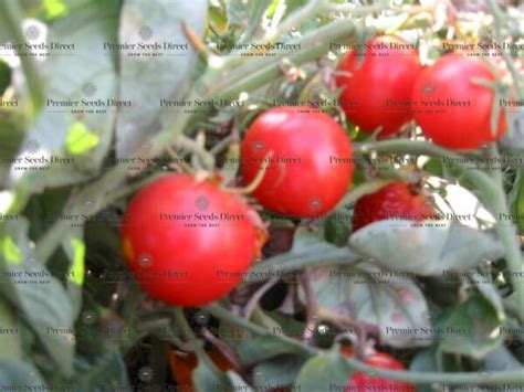 Tomato Riesentraube Cherry Tomato Premier Seeds Direct Ltd