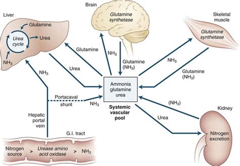Toxic And Metabolic Encephalopathies Neupsy Key