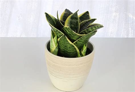 Most Beautiful Types Of Snake Plant Varieties You Can Grow Indoors