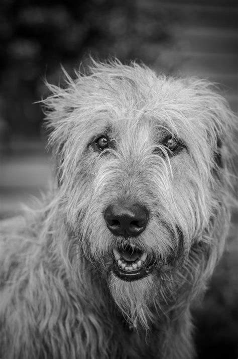 683 Best Wolfhound And Friends Images On Pinterest Irish