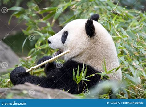 Chinese Panda Bear Eating Bamboo China Stock Photography Image 13358872