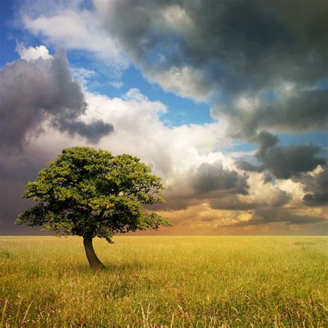 Lone Tree Stock Photo Image Of Field Grass Country 20465012
