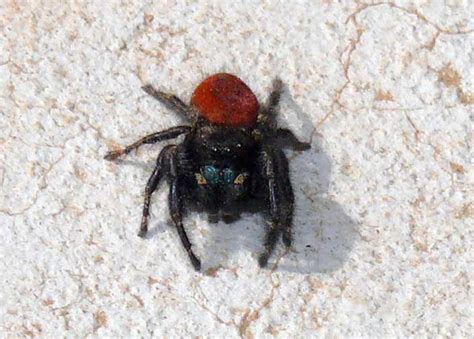 Red Back Jumping Spider Facts Identification And Pictures