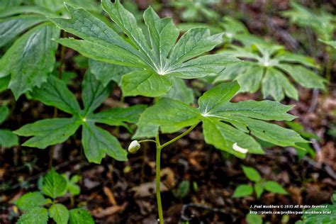Podophyllum Peltatummayappleamerican Mandrakewild Mandr Flickr