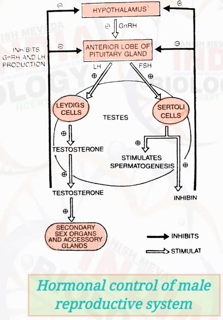 Male Reproductive System Function Hormonal Controldisorders