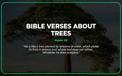 25 Important Bible Verses About Trees Scripture Savvy