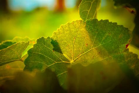 Selective Focus Photography Of Green Leaves Hd Wallpaper Wallpaper Flare