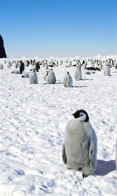Penguins Happy Feet Emperor Antarctica Wallpapers Desktop Background