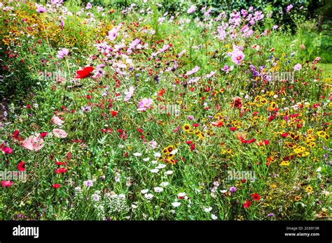 A Wildflower Meadow Area In An English Country Garden Stock Photo Alamy