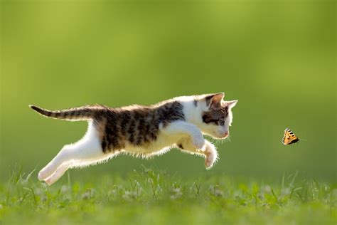 תמונות מגניבות של גורי חתולים מגניבים Fxp
