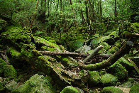 Mossy Rocks And Trees And Stuff Yakushima Japan With Images