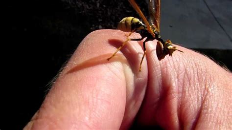 Mantidfly Looks Like Praying Mantis And Wasp Praying