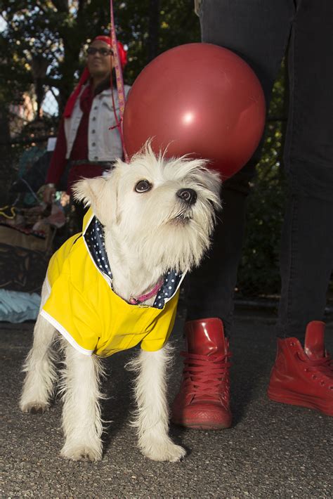 Doggone Cute Photos Of New Yorks Canine Costume Contest Vice